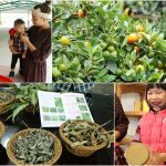 即時熱門文章：宜蘭親子遊玩推薦地點-跟著綠色標章認證旅遊去。淇珍御果友善農場、橘之鄉蜜餞形象館、大安藥園休閒農場、光與影spa民宿、伊恬民宿